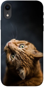 Чехол Рыжий кот для iPhone XR