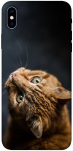 Чехол Рыжий кот для iPhone XS Max