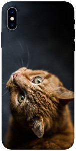 Чехол Рыжий кот для iPhone X (5.8")