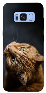 Чехол Рыжий кот для Galaxy S8 (G950)