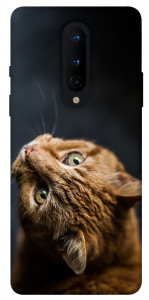 Чохол Рудий кіт для OnePlus 8