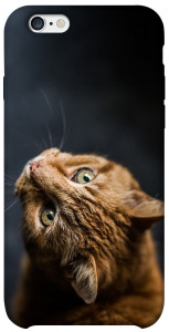 Чохол Рудий кіт для iPhone 6 (4.7'')
