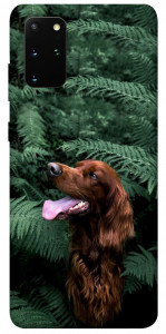 Чехол Собака в зелени для Galaxy S20 Plus (2020)