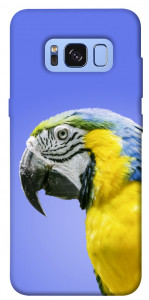 Чехол Попугай ара для Galaxy S8 (G950)