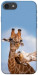Чехол Милые жирафы для iPhone 8