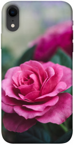 Чехол Роза в саду для iPhone XR