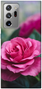 Чехол Роза в саду для Galaxy Note 20 Ultra