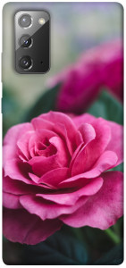 Чехол Роза в саду для Galaxy Note 20