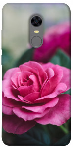 Чехол Роза в саду для Xiaomi Redmi 5 Plus