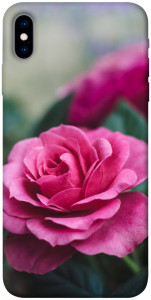 Чехол Роза в саду для iPhone XS
