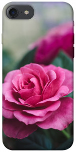 Чехол Роза в саду для iPhone 7 (4.7'')
