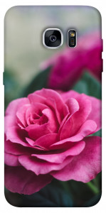 Чехол Роза в саду для Galaxy S7 Edge