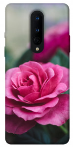 Чехол Роза в саду для OnePlus 8