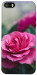 Чехол Роза в саду для iPhone 5