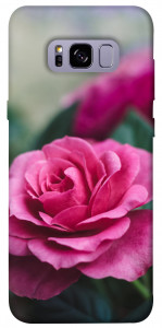 Чехол Роза в саду для Galaxy S8+