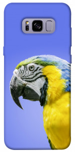 Чехол Попугай ара для Galaxy S8+