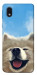 Чохол Samoyed husky для Galaxy M01 Core