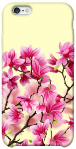 Чехол Цветы сакуры для iPhone 6