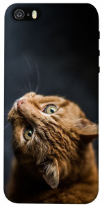 Чохол Рудий кіт для iPhone 5