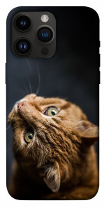 Чехол Рыжий кот для iPhone 14 Pro Max