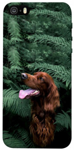 Чехол Собака в зелени для iPhone 5S
