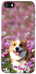 Чохол Коргі в квітах для iPhone 5