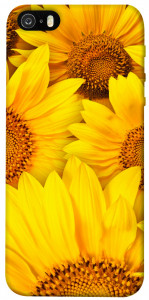 Чохол Букет соняшників для iPhone 5