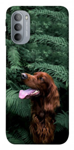 Чехол Собака в зелени для Motorola Moto G31