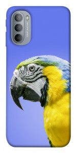 Чехол Попугай ара для Motorola Moto G31