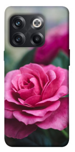 Чехол Роза в саду для OnePlus 10T