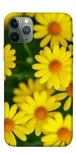 Чехол Yellow chamomiles для iPhone 11 Pro