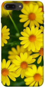 Чехол Yellow chamomiles для iPhone 8 plus (5.5")