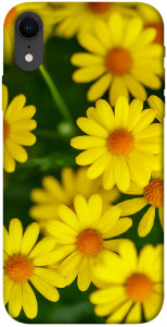 Чехол Yellow chamomiles для iPhone XR
