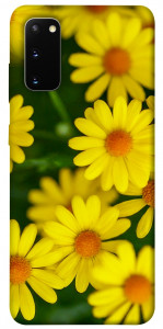 Чехол Yellow chamomiles для Galaxy S20 (2020)