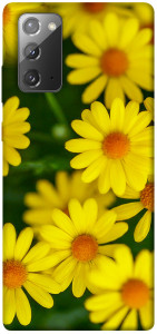 Чохол Yellow chamomiles для Galaxy Note 20