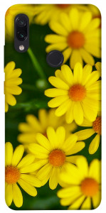 Чохол Yellow chamomiles для Xiaomi Redmi Note 7