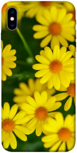 Чохол Yellow chamomiles для iPhone XS (5.8")