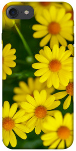 Чохол Yellow chamomiles для iPhone 8 (4.7")