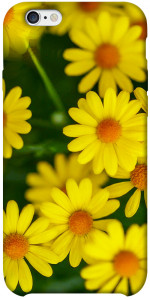 Чехол Yellow chamomiles для iPhone 6 plus (5.5'')