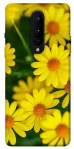 Чехол Yellow chamomiles для OnePlus 8