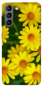 Чохол Yellow chamomiles для Galaxy S21