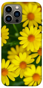 Чохол Yellow chamomiles для iPhone 13 Pro Max