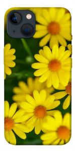 Чохол Yellow chamomiles для iPhone 13