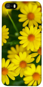 Чехол Yellow chamomiles для iPhone 5S