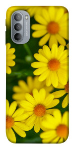 Чохол Yellow chamomiles для Motorola Moto G31