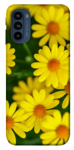 Чохол Yellow chamomiles для Motorola Moto G41