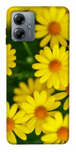 Чехол Yellow chamomiles для Motorola Moto G14