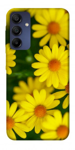 Чохол Yellow chamomiles для Samsung Galaxy A15 5G