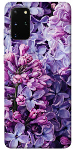 Чохол Violet blossoms для Galaxy S20 Plus (2020)
