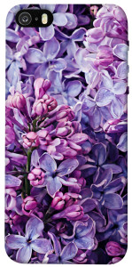 Чехол Violet blossoms для iPhone 5